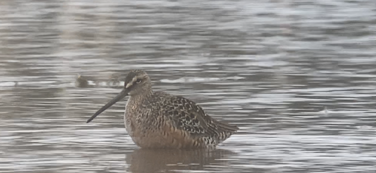 Long-billed Dowitcher - Joel Strong