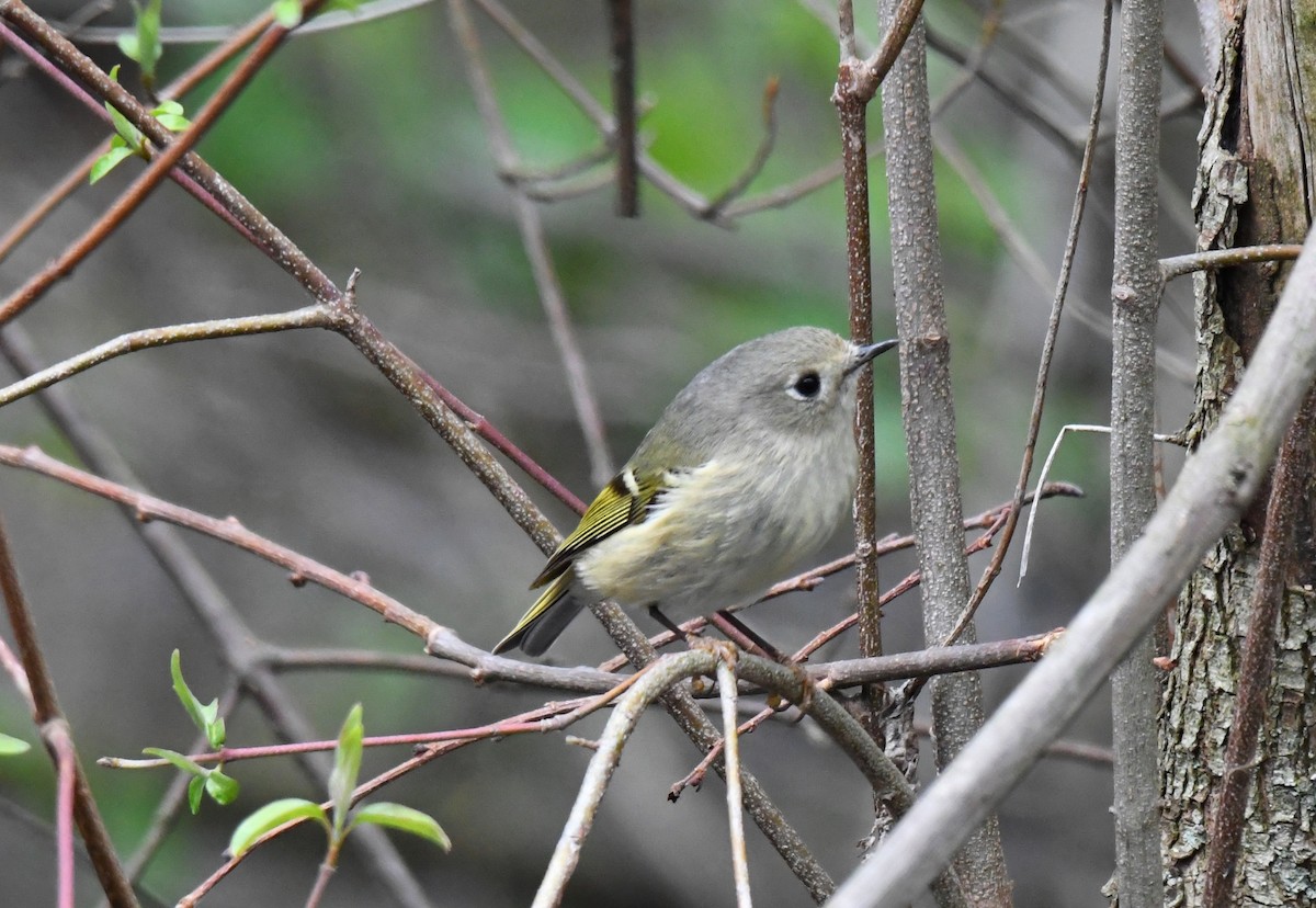 Ruby-crowned Kinglet - Tina Rosier