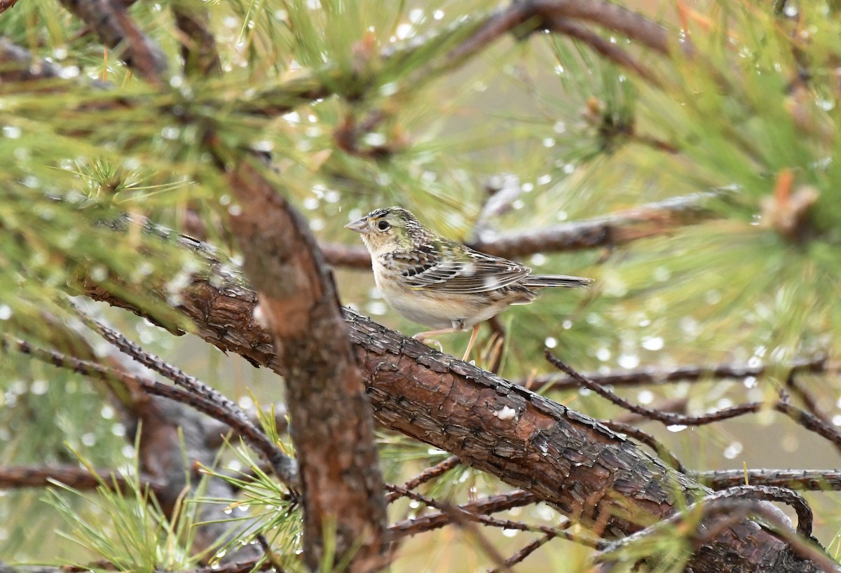 Grasshopper Sparrow - ML444125741