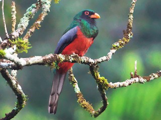  - Slaty-tailed Trogon