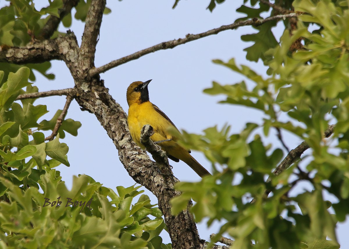 Orchard Oriole - ML444129201