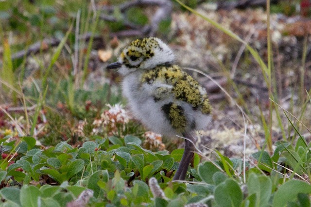 Natal Down in American Golden-Plover.&nbsp; - American Golden-Plover - 