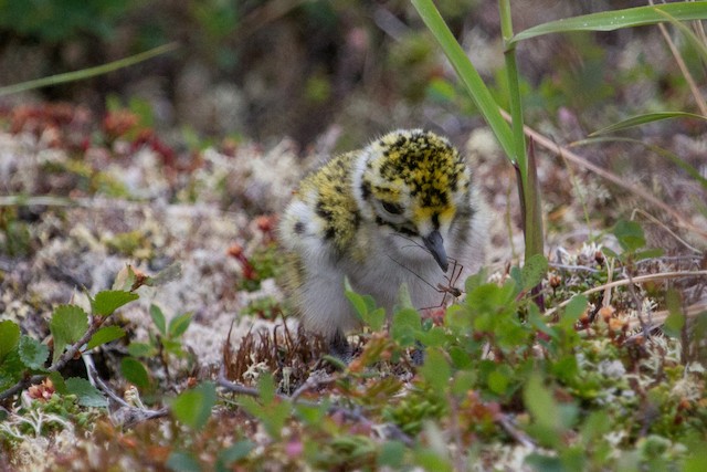 Downy chick capturing an invertebrate. - American Golden-Plover - 