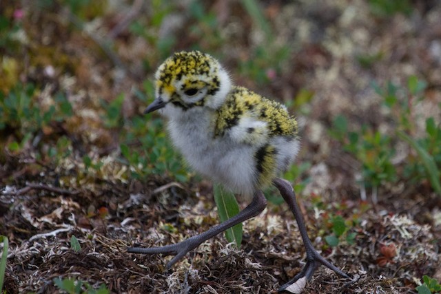 Hatchling American Golden-Plover. - American Golden-Plover - 