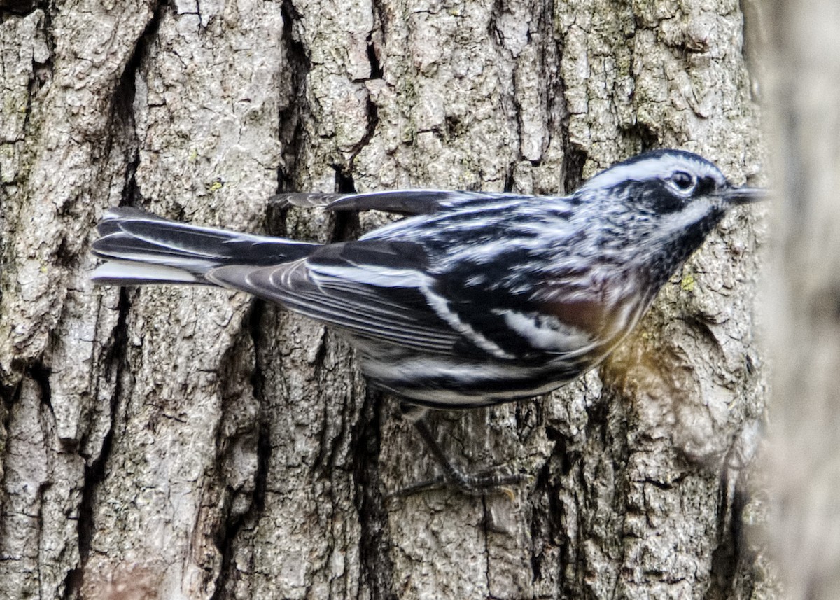 Black-and-white Warbler - ML444137261