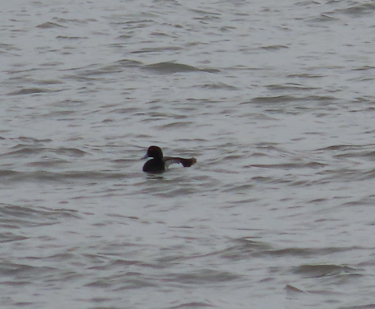 Greater Scaup - ML444144711