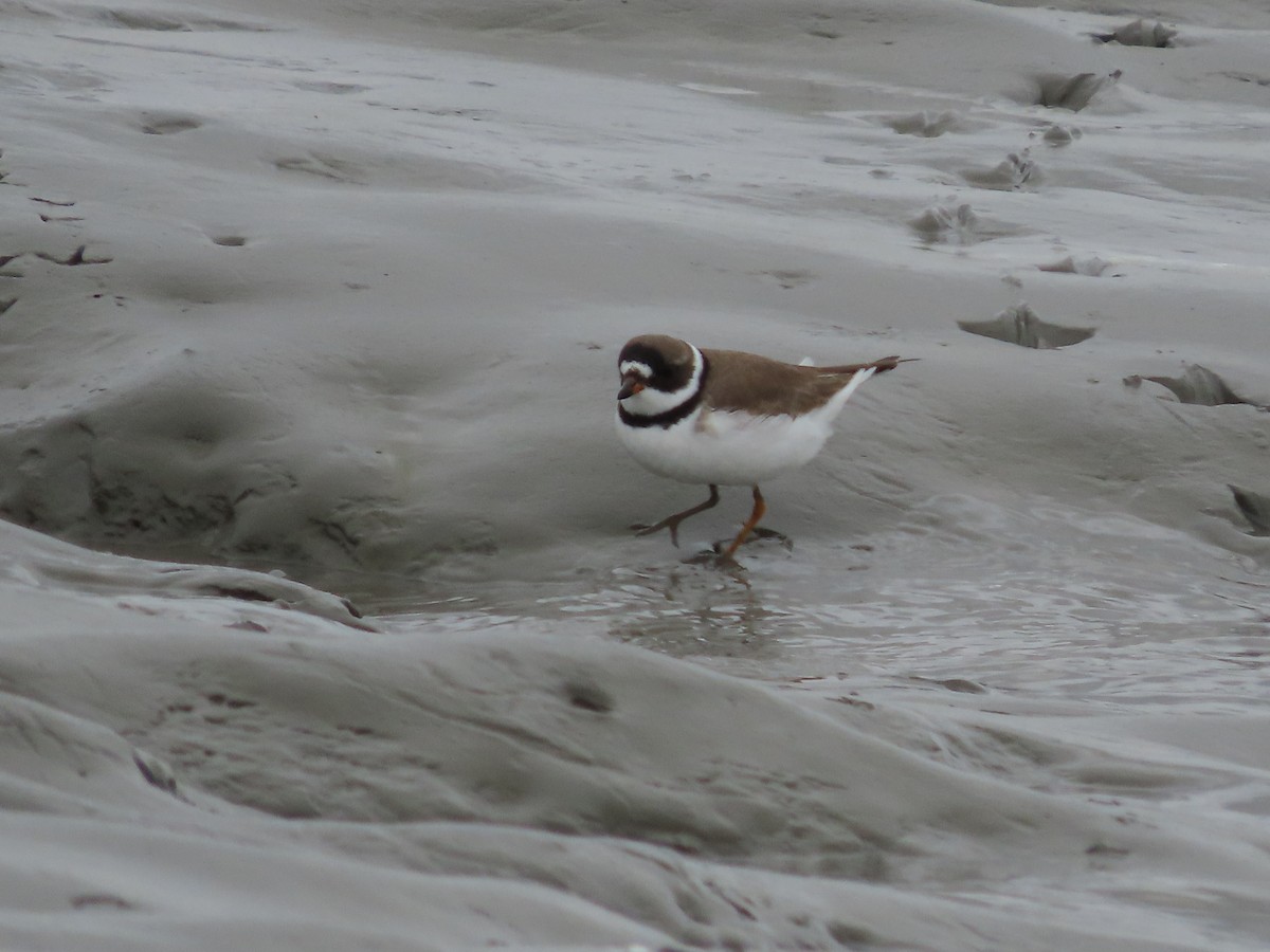 Semipalmated Plover - ML444145151