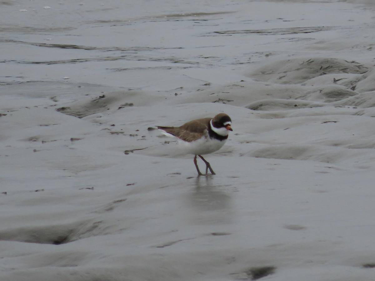 Semipalmated Plover - ML444145261