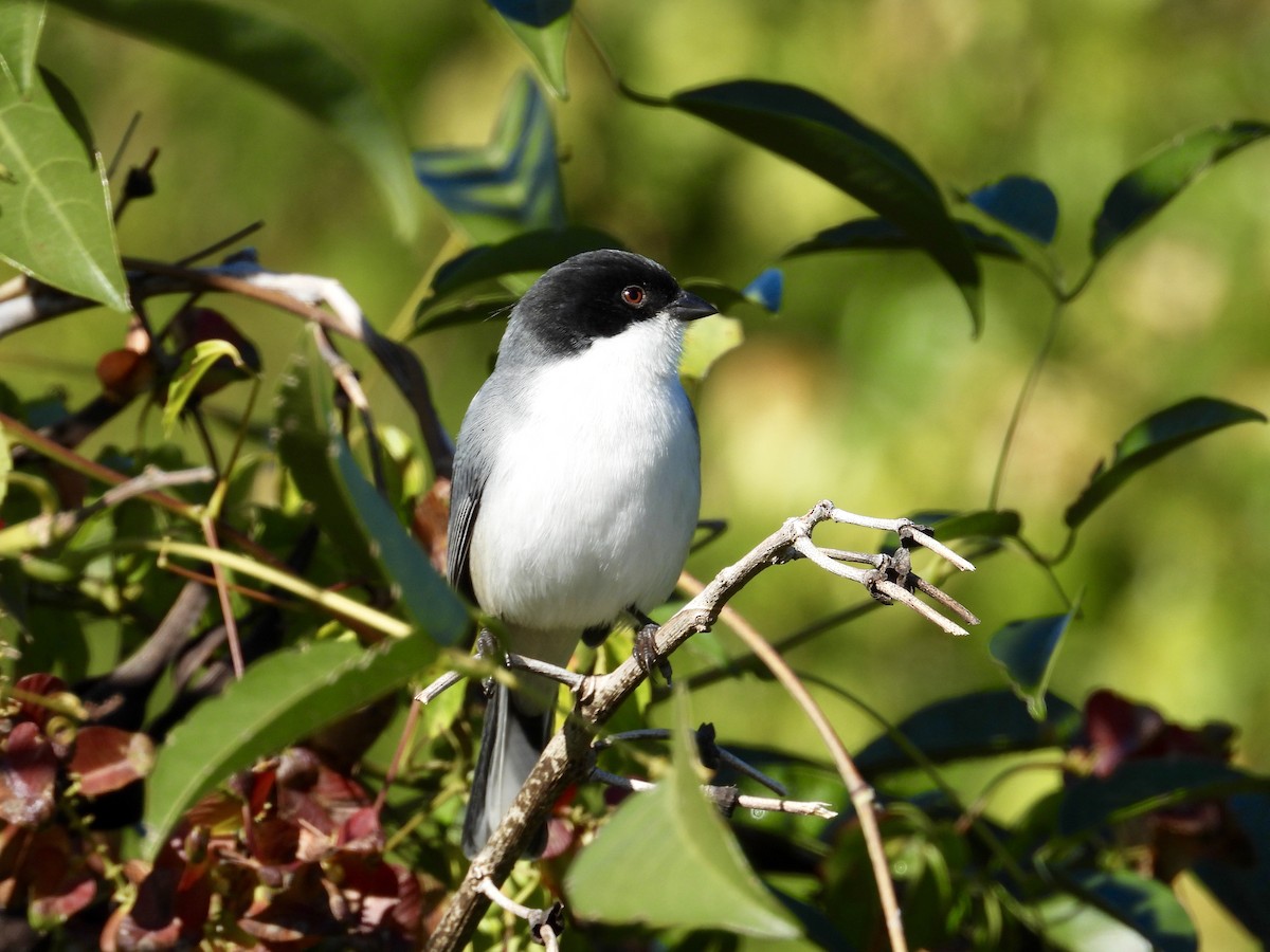 Black-capped Warbling Finch - ML444146671