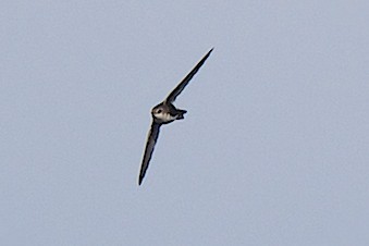 White-throated Swift - robert bowker
