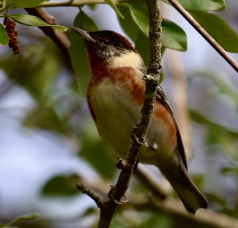 Bay-breasted Warbler - ML444152711