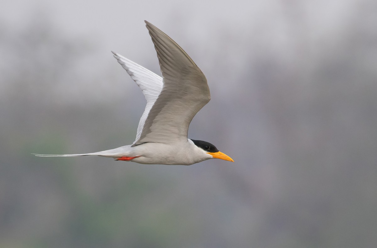 River Tern - George Armistead | Hillstar Nature