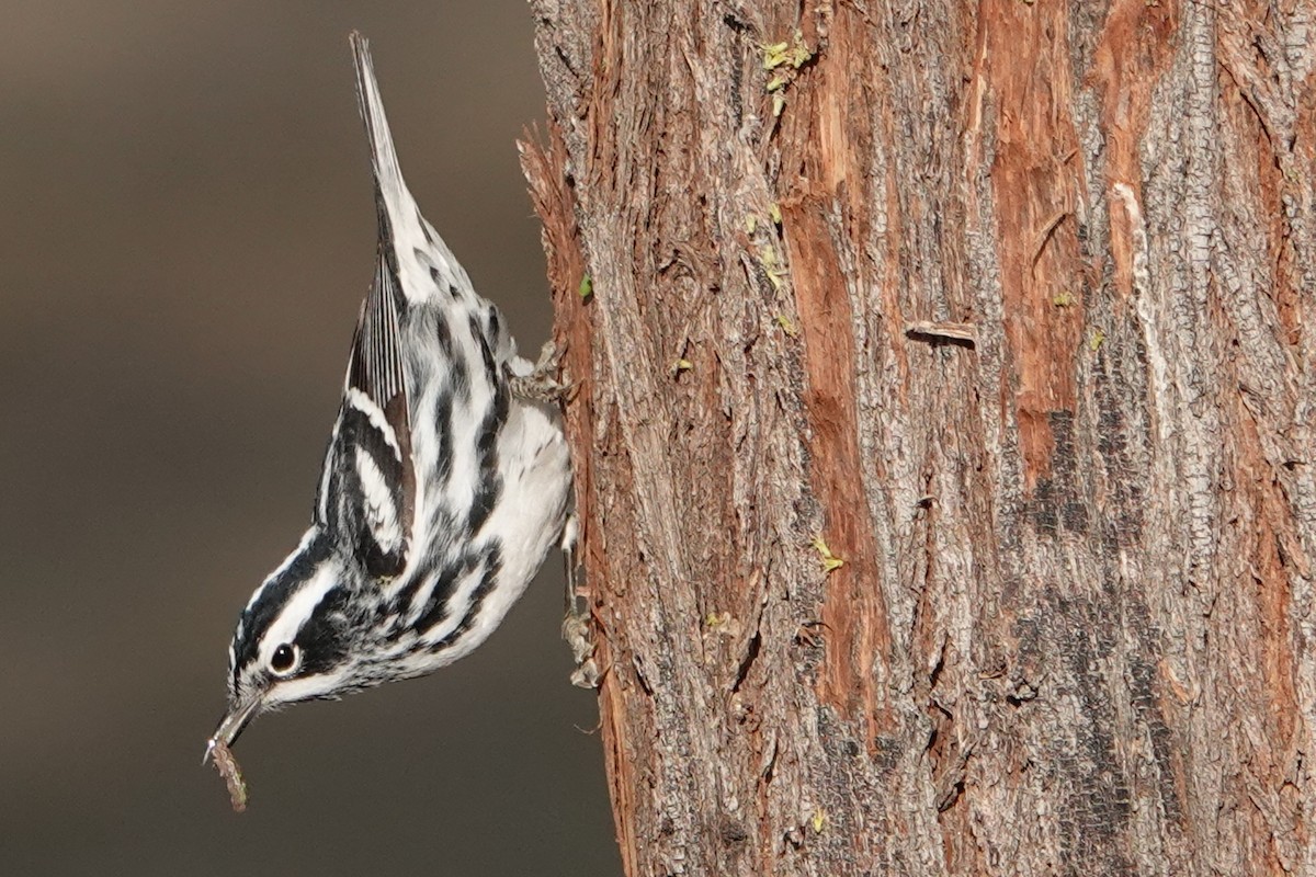 Black-and-white Warbler - ML444163201