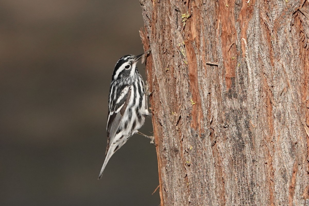 Black-and-white Warbler - ML444163221