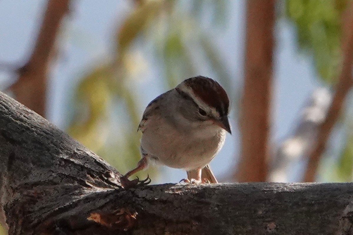 Chipping Sparrow - ML444163391