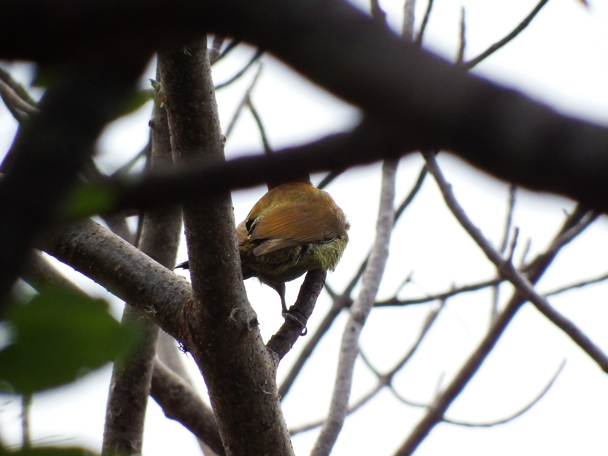 Golden-olive Woodpecker - Mayron McKewy Mejia