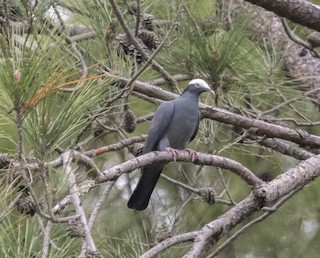 White-crowned Pigeon, ML444166651