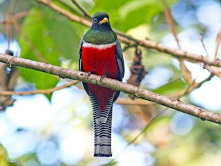 Collared Trogon Trogon Collaris Birds Of The World