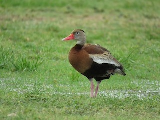Black-bellied Whistling-Duck, ML444170781