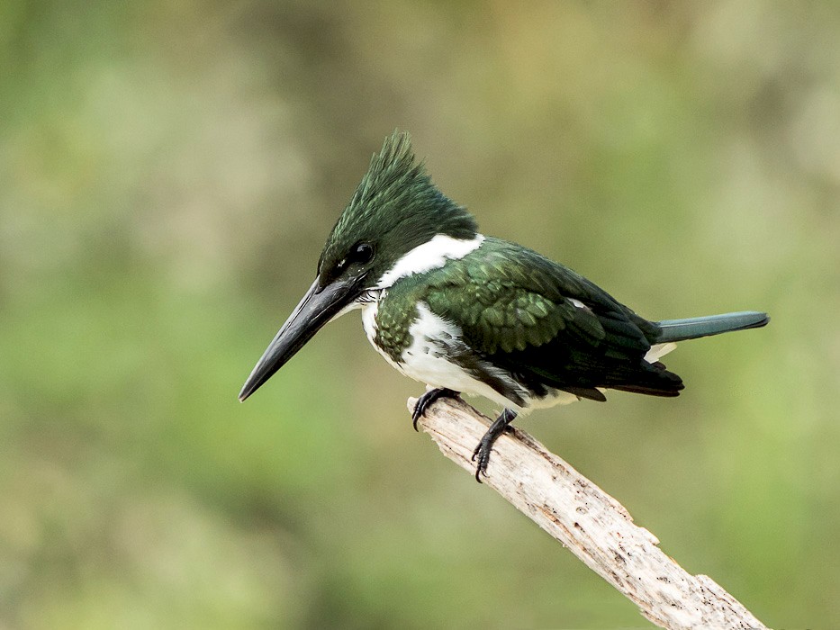 Amazon Kingfisher - Dorian Anderson