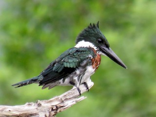  - Amazon Kingfisher