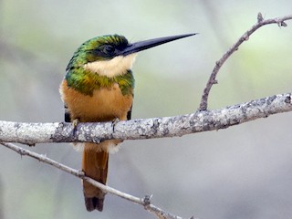 Weibchen (Rufous-tailed) - Joshua Vandermeulen - ML44418301