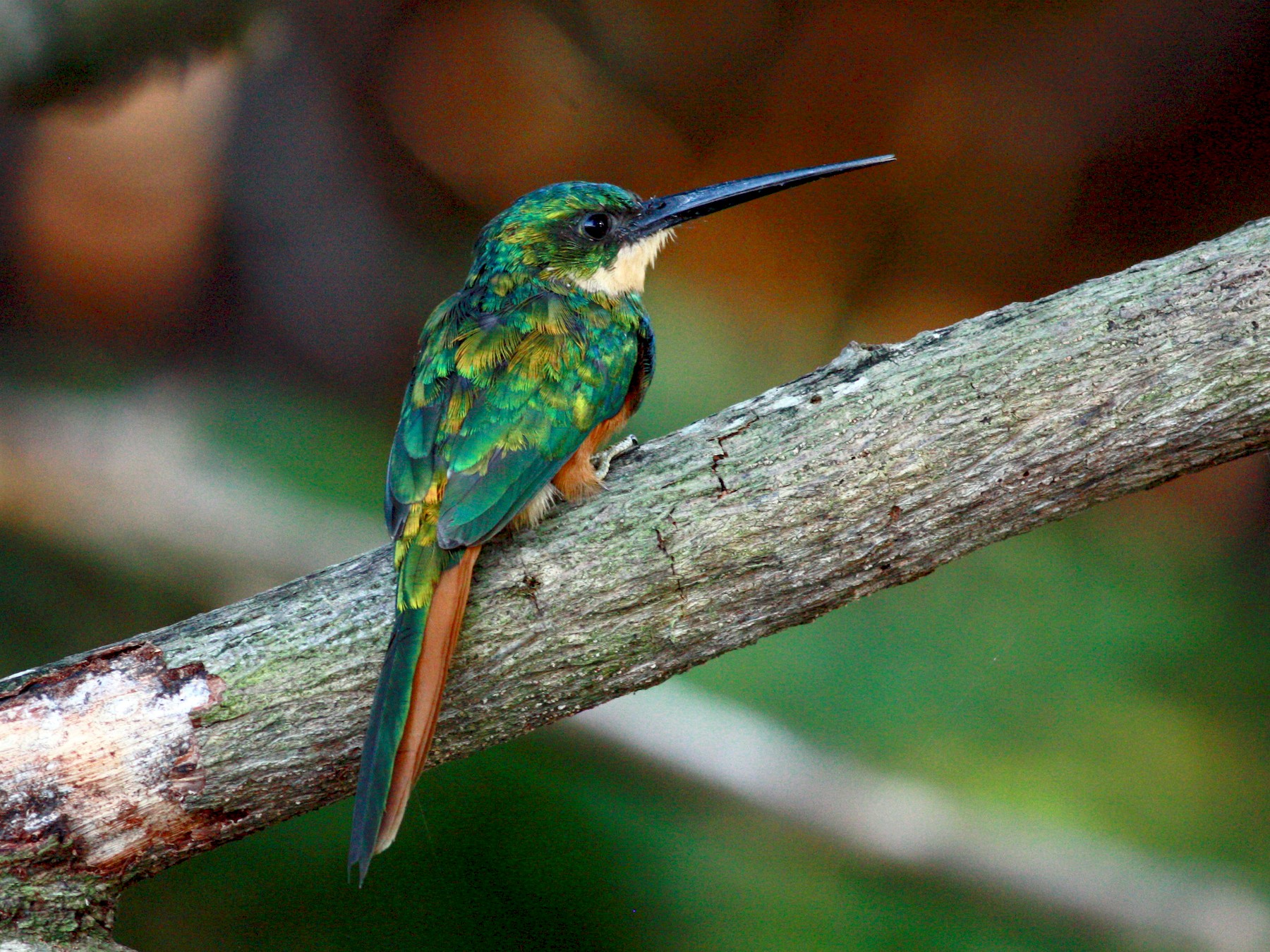 Rufous-tailed Jacamar - eBird