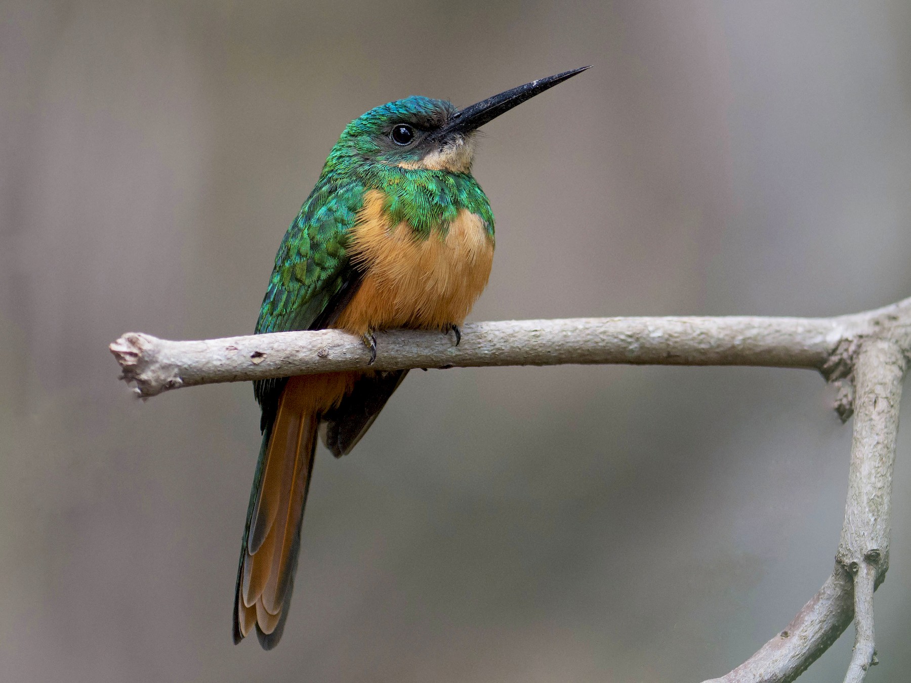 Rufous-tailed Jacamar - Hudson - BirdsRio