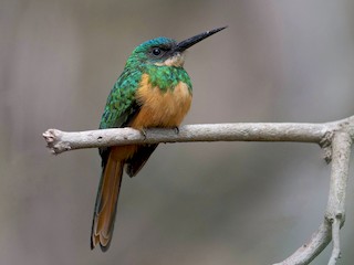 dişi (Spot-tailed) - Hudson - BirdsRio - ML44418321
