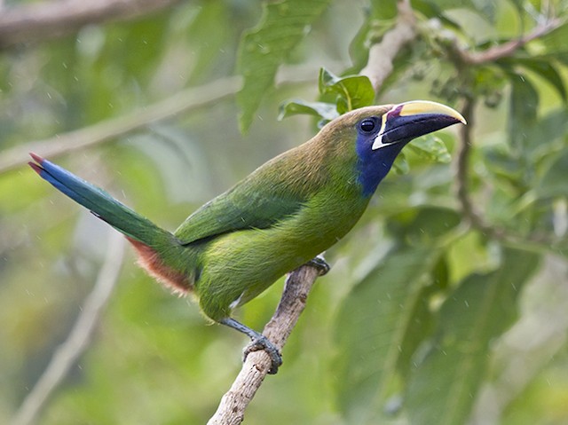 Adult (Blue-throated) - Northern Emerald-Toucanet (Blue-throated) - 