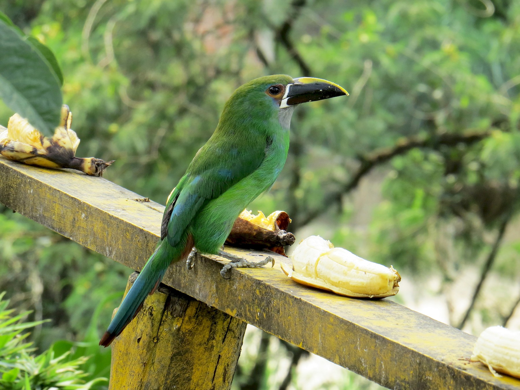 Tucancillo Verde Sudamericano - Kevin Groeneweg