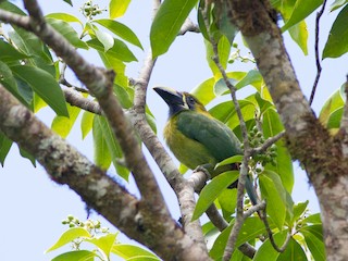 Adulto (Blue-throated) - Lucas Bobay - ML44419211