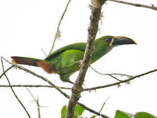 成鳥 (Santa Marta) - Joshua Vandermeulen - ML44419221