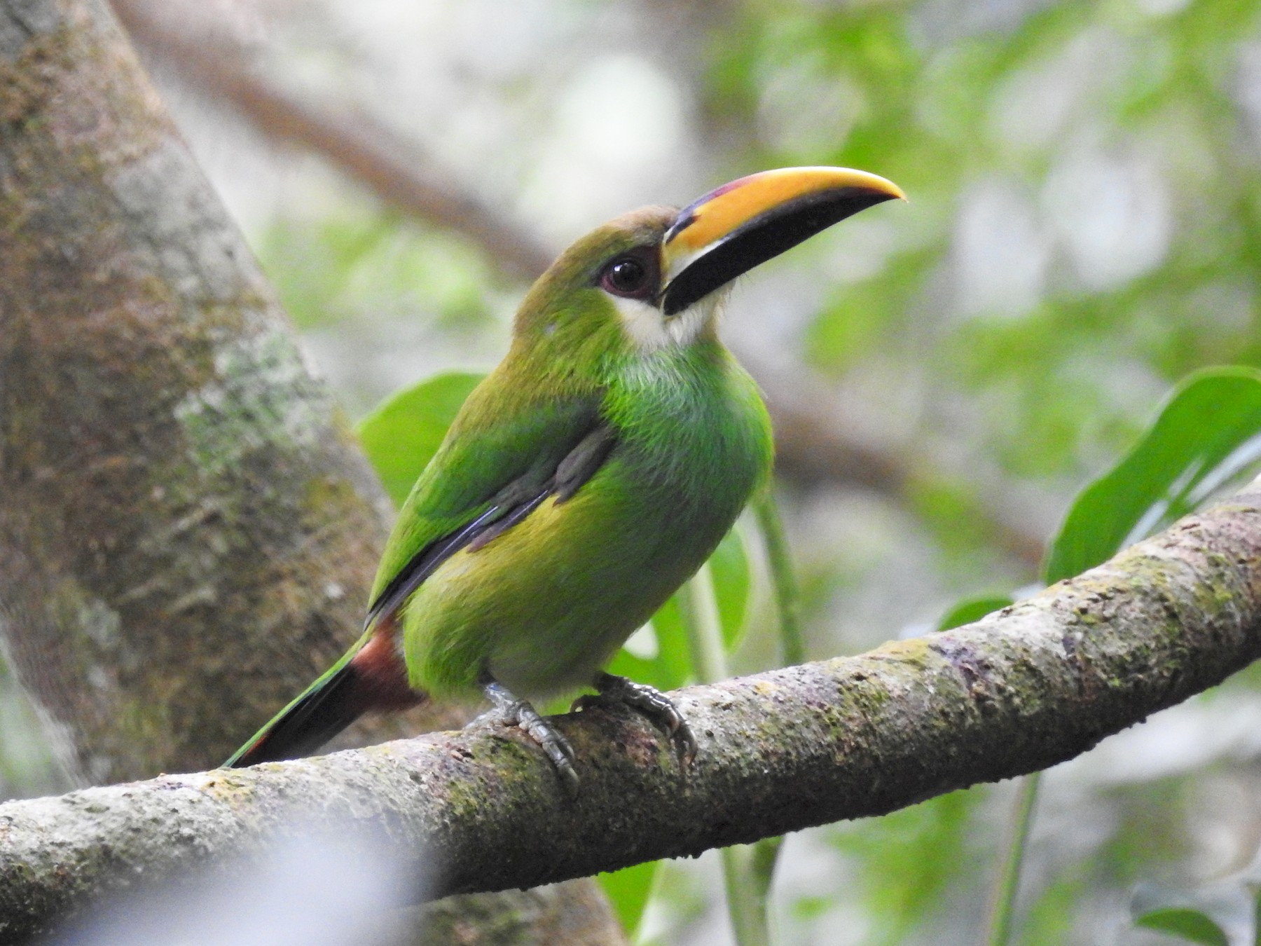 Northern Emerald-Toucanet - Alan  Monroy-Ojeda