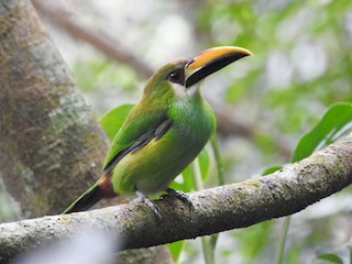 นกเต็มวัย (Emerald) - Alan  Monroy-Ojeda - ML44419241