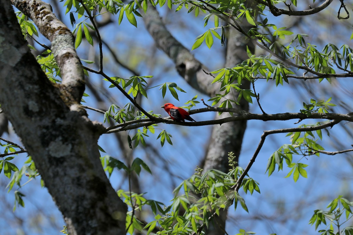 Scarlet Tanager - ML444196321