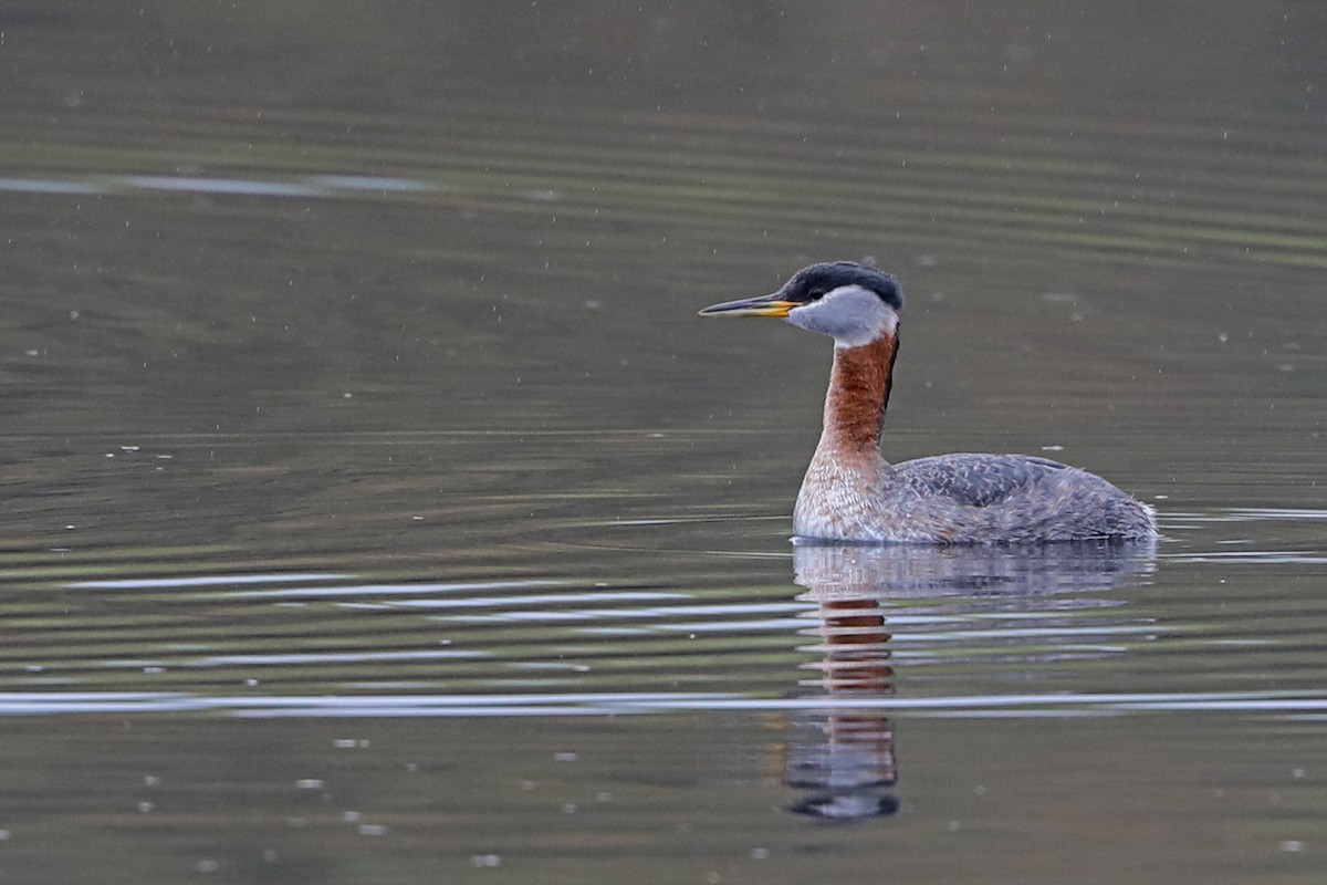 Red-necked Grebe - ML444196711