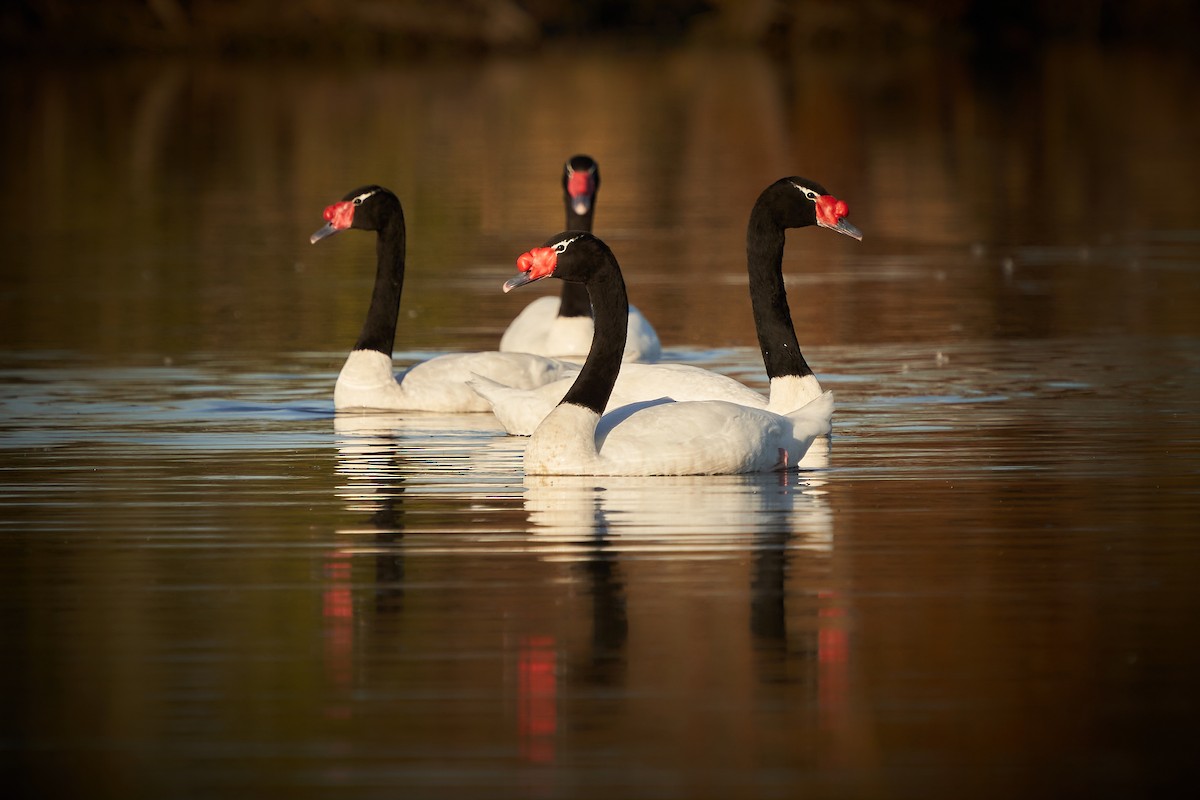 Black-necked Swan - ML444196721