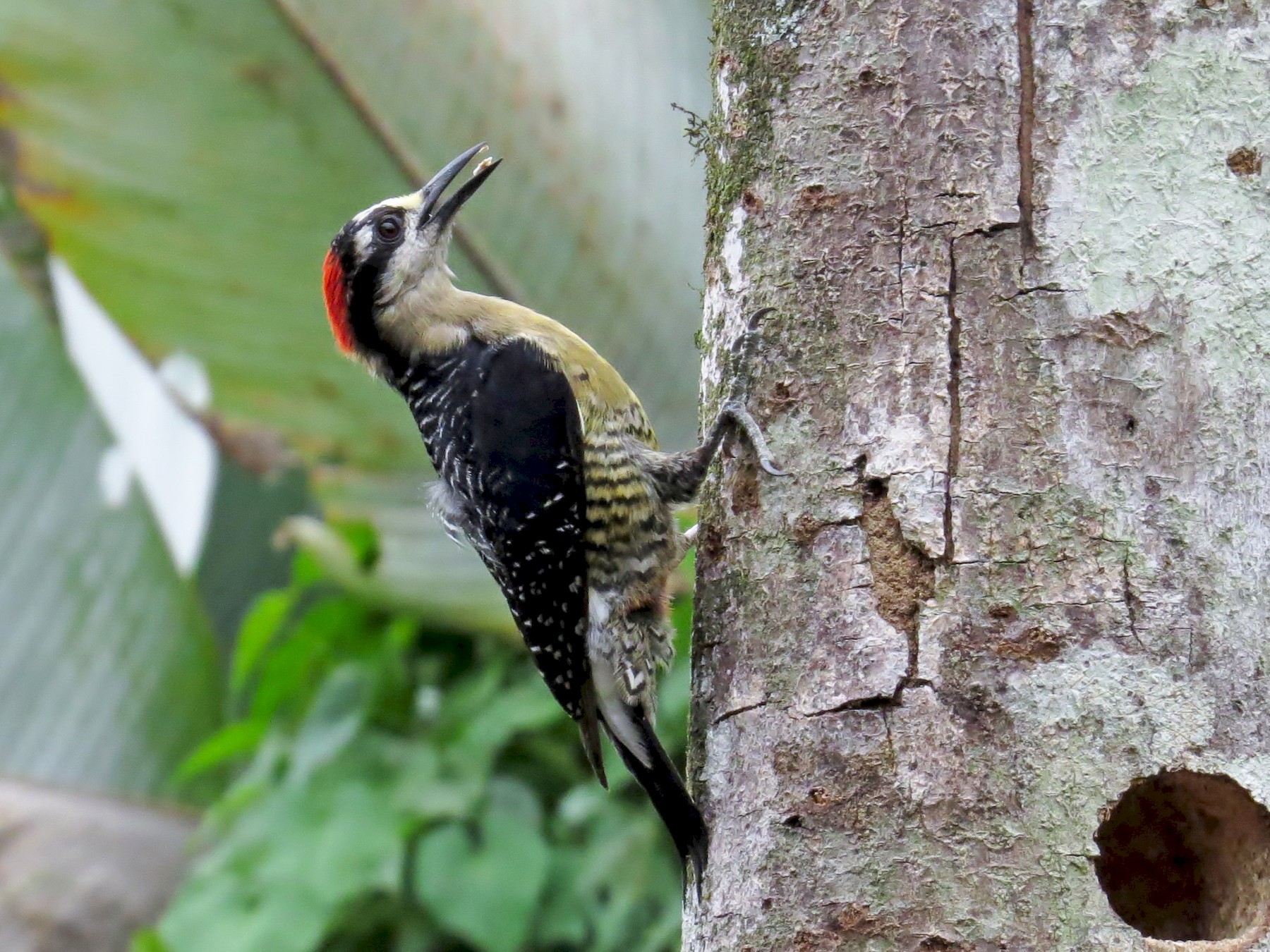 Black-cheeked Woodpecker - JoAnn Potter Riggle 🦤