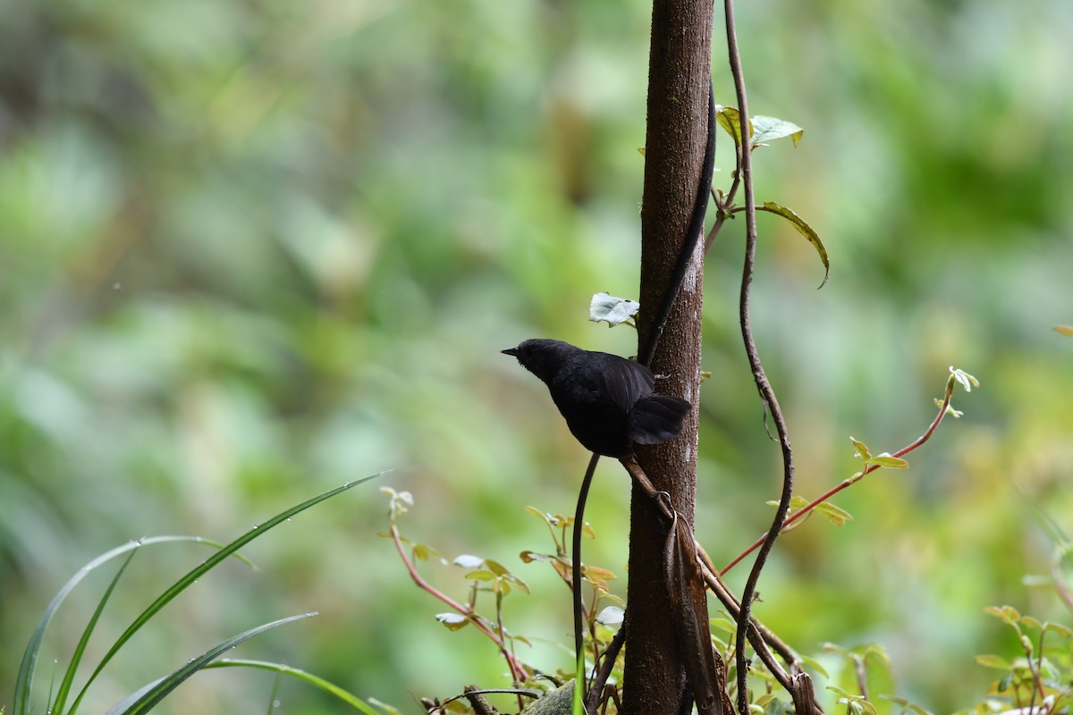 Ash-colored Tapaculo - ML444203511
