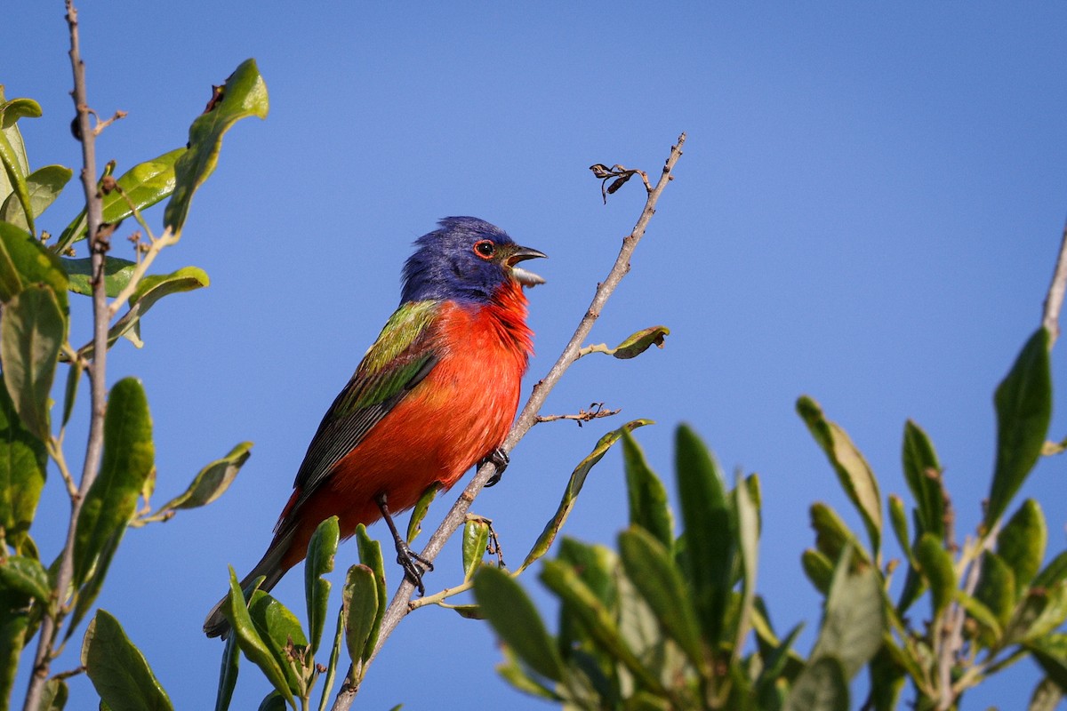 Painted Bunting - Gretchen Locy