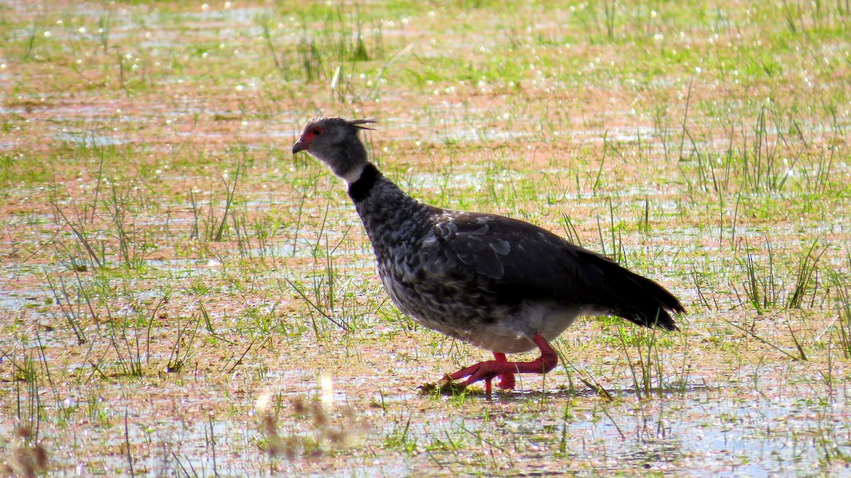 Southern Screamer - Andrew Cameron