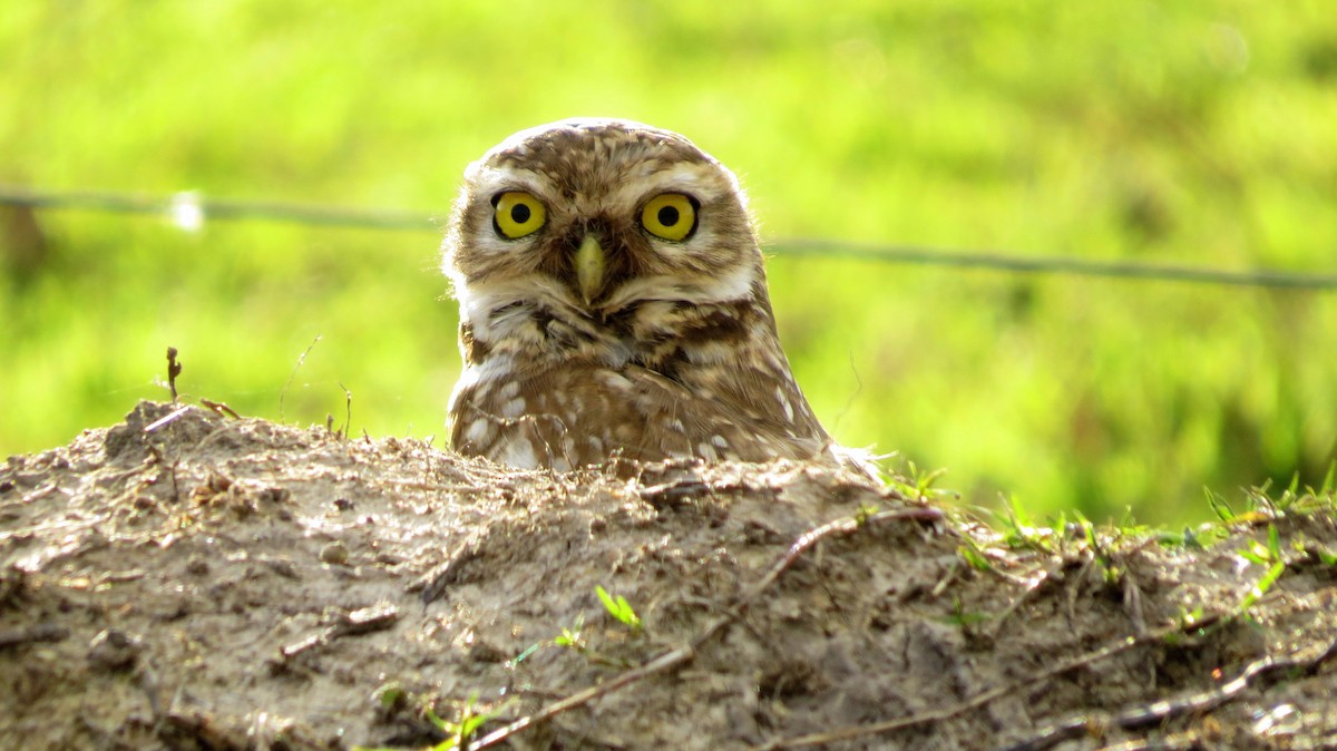 Burrowing Owl - Andrew Cameron