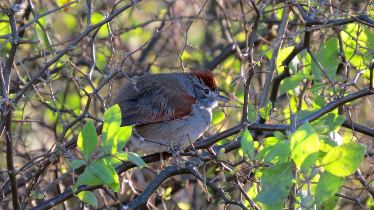 Sooty-fronted Spinetail - ML44421311