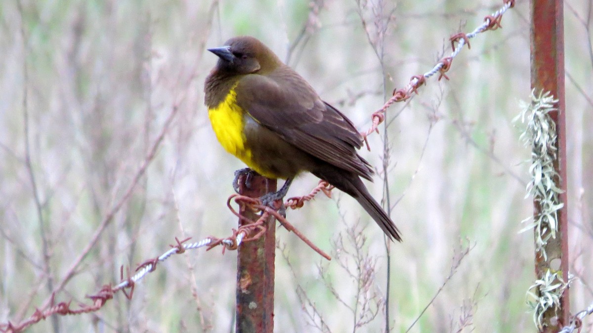 Brown-and-yellow Marshbird - ML44421561