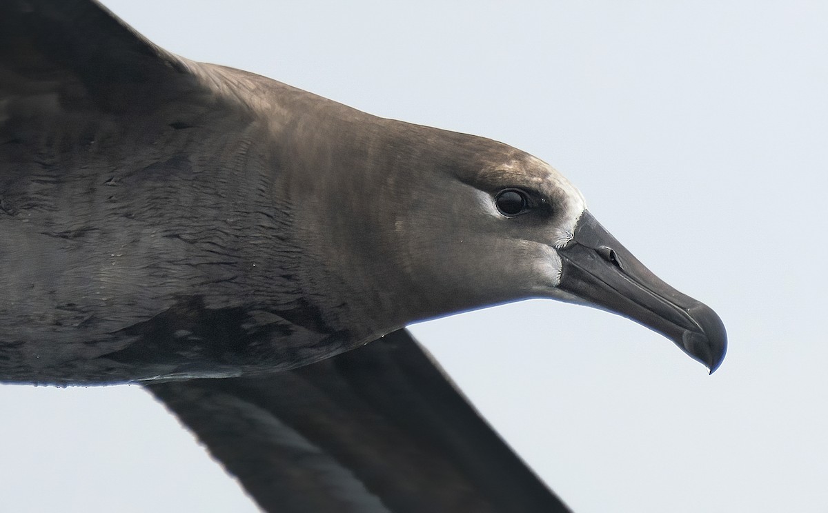Black-footed Albatross - Anonymous