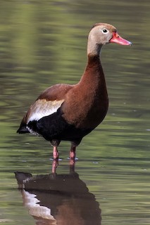 Black-bellied Whistling-Duck (fulgens), ML444222661