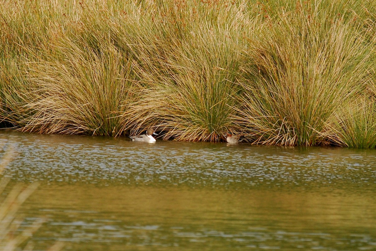 Green-winged Teal - ML44422491