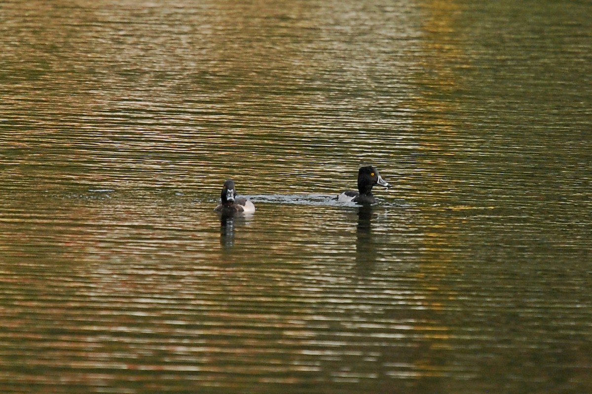 Ring-necked Duck - Andre Vieira