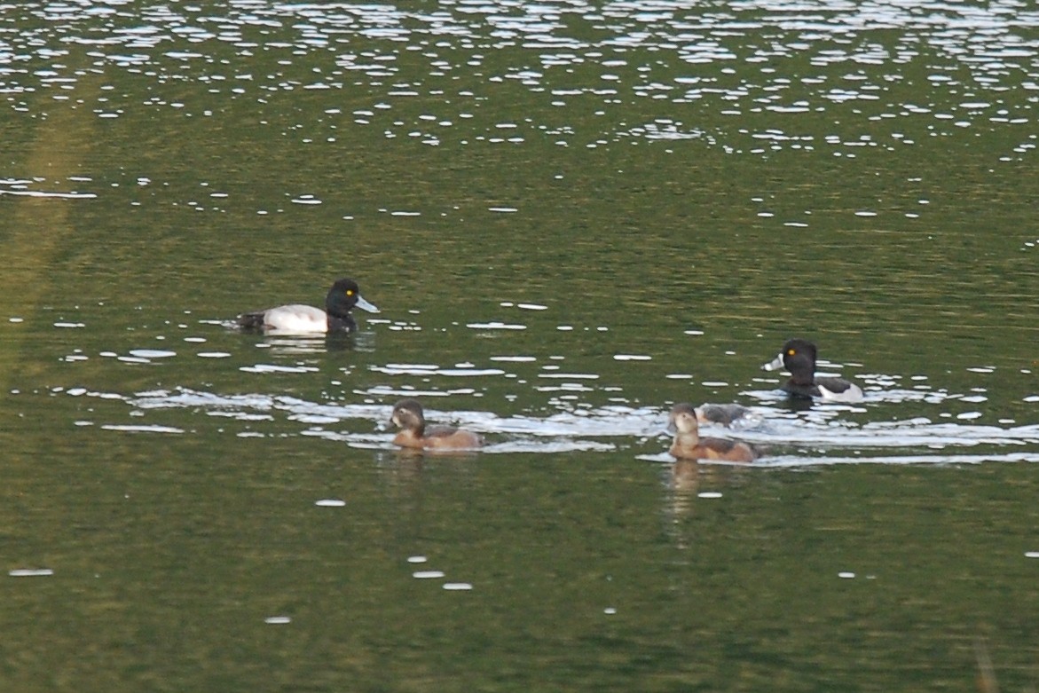 Greater Scaup - ML44422661